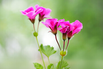 Pink flowers of geranium in garden in spring. Pelargonium