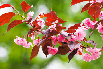 Pink flowers of Sakura after rain, decorative cherry Royal Burgundy - 441943733