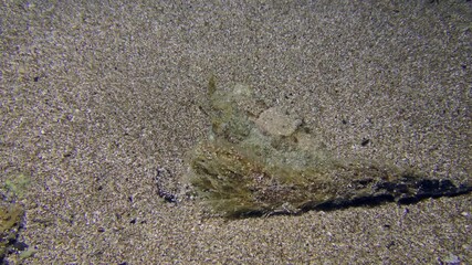 Underwater scene: Common cuttlefish (Sepia officinalis) swims leisurely over a sandy bottom, then sinks to the bottom next to a similar object and changes color and shape to mimic it. Mediterranean.