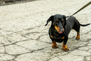 Little cute black dachshund dog on a walk with an owner showing the tongue