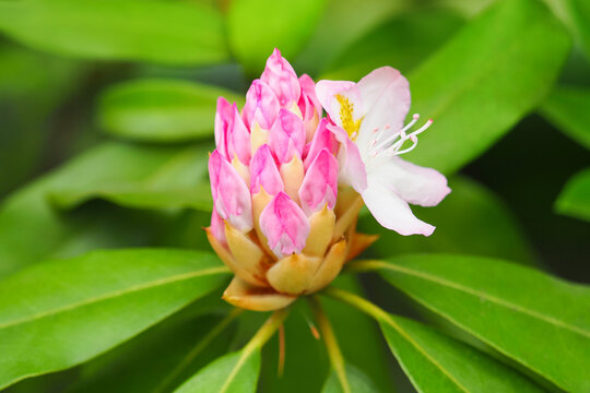 Pink unopened rhododendron flower. Pink rhododendron flower buds prepare to bloom. Opening pink rhododendron buds