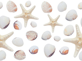 Seamless pattern of starfish and shells on a white background