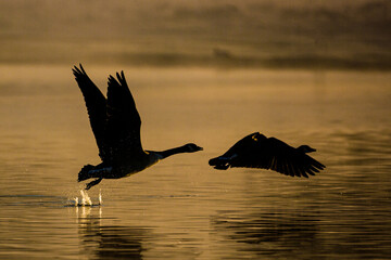 Canada Geese flying across ponds in the London area, UK	