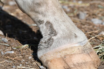 Horse foot showing mud foot or pastern dermatitis before treatment