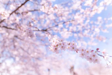 Fotobehang sakura 桜 © T.N.
