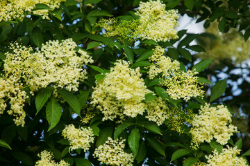 The blooming tree of the white elderberry flower