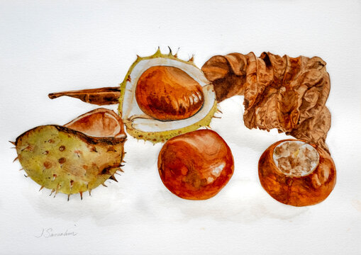 Watercolour painting of a group of conkers with cases from a horse chestnut tree
