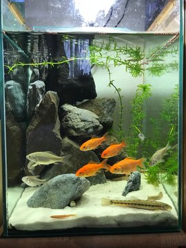 6 497 Best 淡水魚 Images Stock Photos Vectors Adobe Stock 6 497 Best 淡水魚 Images Stock Photos Vectors Adobe Stock