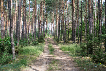 Landscape of a green summer forest with a car road