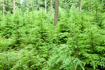 spruce protection, larch protection, Fichtenschonung, Lärchenschonung