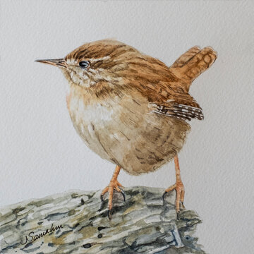 A watercolour painting of a tiny Jenny Wren bird perched on a rock