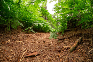 A lowdown view of lush green ferns growing in a pine woodland. Intentional selective focus, shallow depth of field and bokeh. Captured with a wide-angle fish eye lens