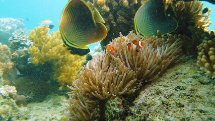 Fototapeta na wymiar Clown fish and sea anemone, natural symbiosis. Coral reef with fishes. Tropical underwater sea fishes.
