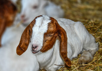 Portrait of a baby goat