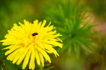 yellow flower with a small beetle
