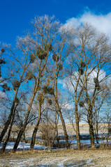 Baumreihe mit Misteln