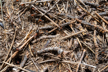 anthill close up