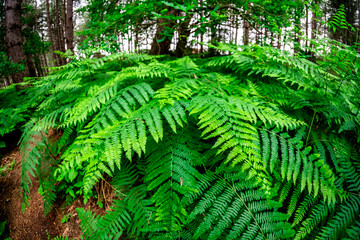Close and selective focus on lush green ferns growing in the woodland. Captured with a fish eye lens