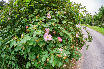 Fototapeta na wymiar Wild dog roses and lush green foliage growing on the roadside. Captured with a wide-angle fish eye lens with selective focus, shallow depth of field and bokeh