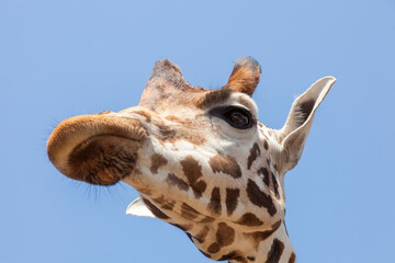 Rothschild's giraffe (Giraffa camelopardalis rothschildi) Zoom; Gelsenkirchen; Germany;