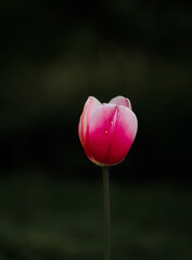 pink tulip on black