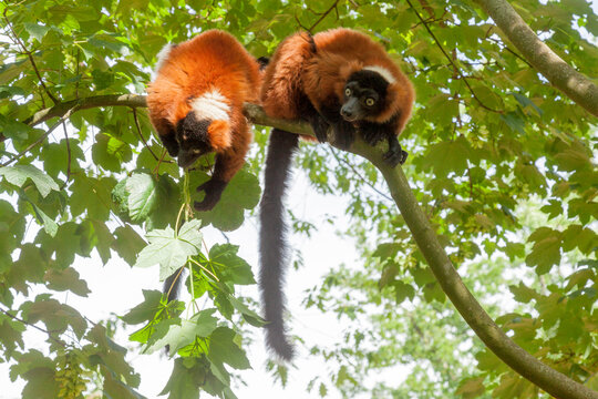 Red ruffed lemur (Varecia rubra); Zoom; Gelsenkirchen; Germany;