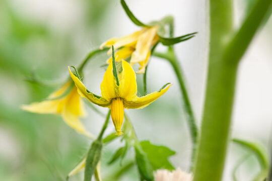 トマトの花のつくり: 茄子の花 : トマトの育て方 ・栽培方法 – MBFFCL