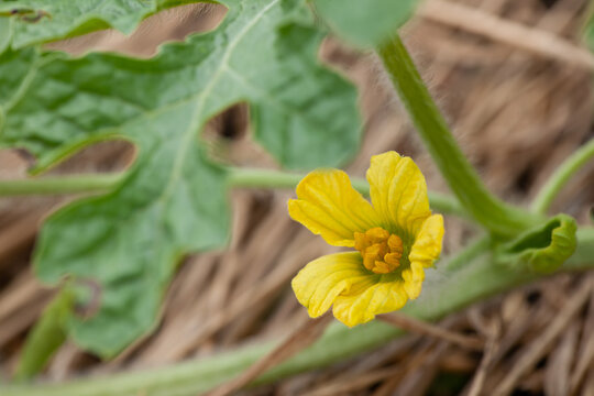 62 Best すいか畑 Images Stock Photos Vectors Adobe Stock 62 Best すいか畑 Images Stock Photos Vectors Adobe Stock