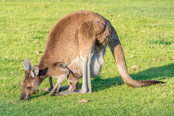 Western Grey Kangaroo (Macropus fuliginosus) with joey in pouch , Western Australia. © Imagevixen