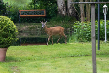 Reh im Garten
