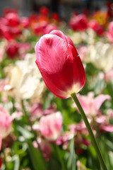 Fototapeta premium チューリップ 春の風景 赤い ピンク白 カラフル 花畑 ボケ 癒し かわいい 可憐 