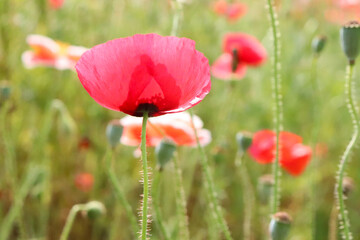春の風景 ポピー 花 赤い 綺麗 鮮やか グリーン かわいい けし 日本 花畑