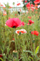 Fototapeta premium ポピー 花 赤い 綺麗 鮮やか グリーン 夕暮れ 野原 レッド かわいい 日本 満開