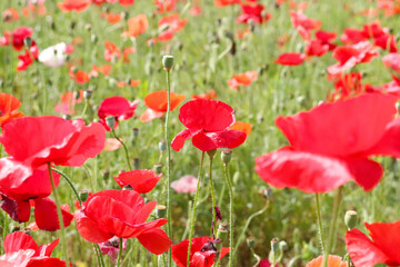 Fototapeta premium ポピー 花 赤い 綺麗 鮮やか カラフル かわいい 優美 可憐 花畑 グリーン 日本