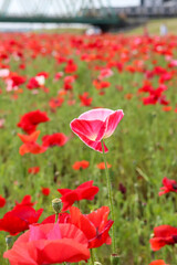 ポピー 花 赤い 綺麗 鮮やか 鉄橋 橋 カラフル 群生 かわいい けし 満開 朝 日本