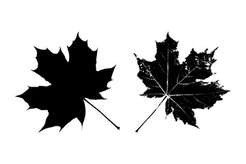 Fototapeta premium Black leaves silhouette isolated on white background. Realistic foliage. Canadian maple. Stencil plant. Vector illustration, EPS 10.