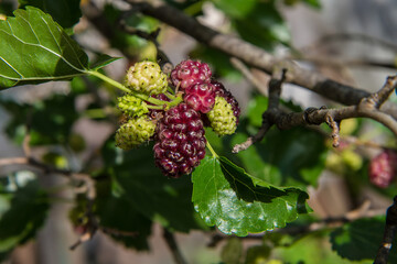 Mature and green mulberry fruits.