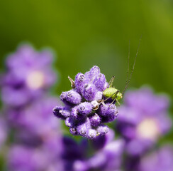 Grüner Käfer auf Lavendel
