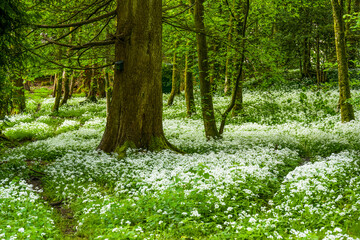 Wild Garlic Woods in spring 2241
