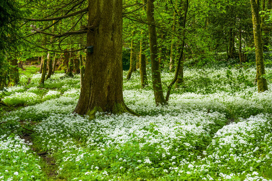 Wild Garlic Woods in spring 2241
