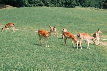 Herd of deer in field. Deer farm in Olimje, Slovenia.
