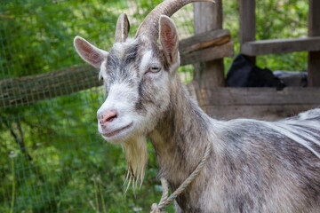 Fototapeta premium goat in a rural yard summer day close up