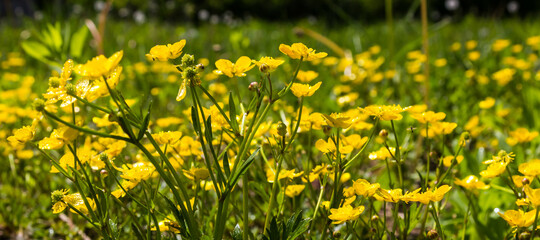 wild yellow flowers close up in the grass. sunny day