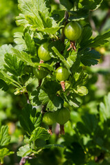 gooseberry fruits in the garden on a sunny day