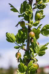 gooseberry fruits in the garden on a sunny day