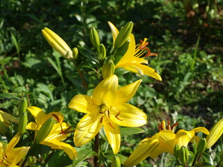 Lys Lily Lilium jaune