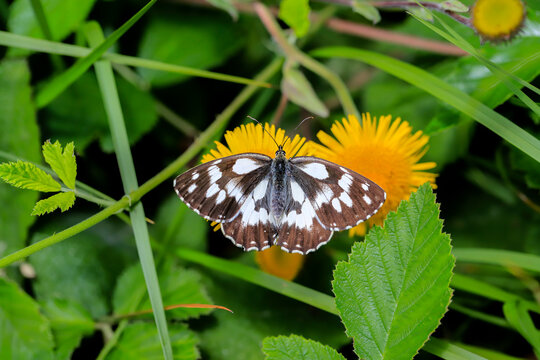 Queen of the Forest butterfly - Melanargia galathea