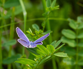 blue butterfly sitting on the green grass in the field. summer sunny day