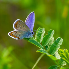 Fototapeta na wymiar blue butterfly sitting on the green grass in the field. summer sunny day