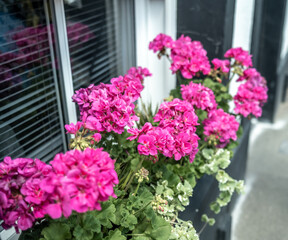 Close up of pretty pink geranium flowers in a window box with selective focus, shallow depth of field and bokeh